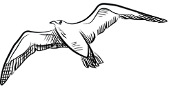 Bird image 1